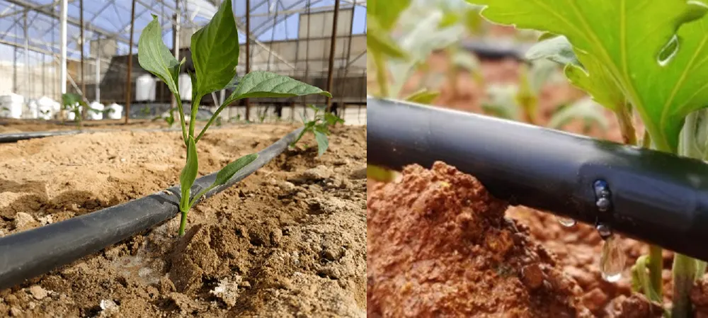 Trong nông nghiệp ứng dụng nhựa PPR thế nào