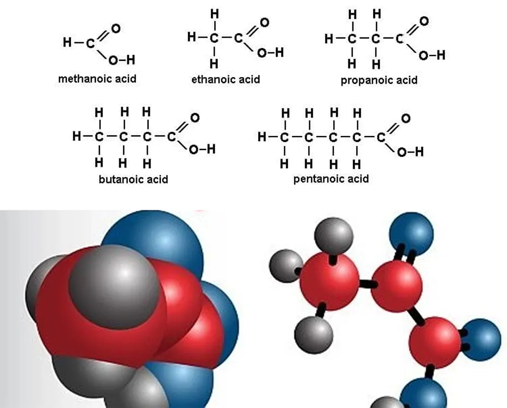 Nhóm Axit Hữu Cơ (Organic Acids)